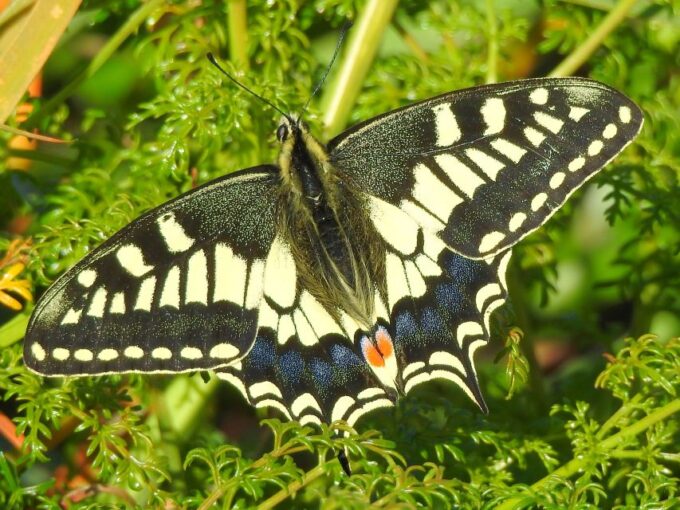 Buskett Woodlands and Dingli Cliffs Private Nature Tour - Frequently Asked Questions