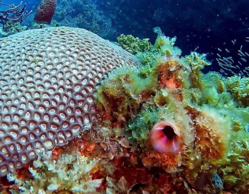 Busselton: 4 Mile Reef Guided Scuba Diving Tour - The Practical Details