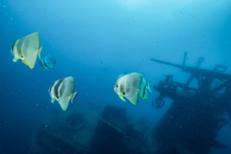 Busselton / Dunsborough : HMAS Swan Wreck Scuba Dive - Key Points