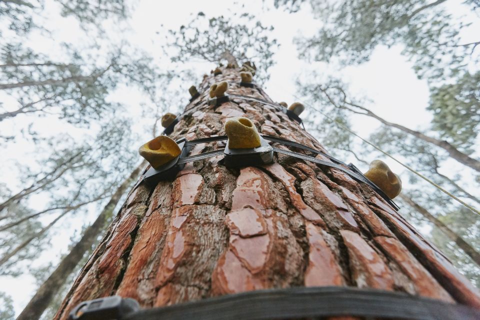 Busselton: Forest Adventure With Zip Lining and Rope Course - Recap
