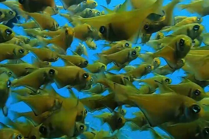 Busselton Jetty and Underwater Sculptures Snorkel Boat Tour - An Introduction to the Experience