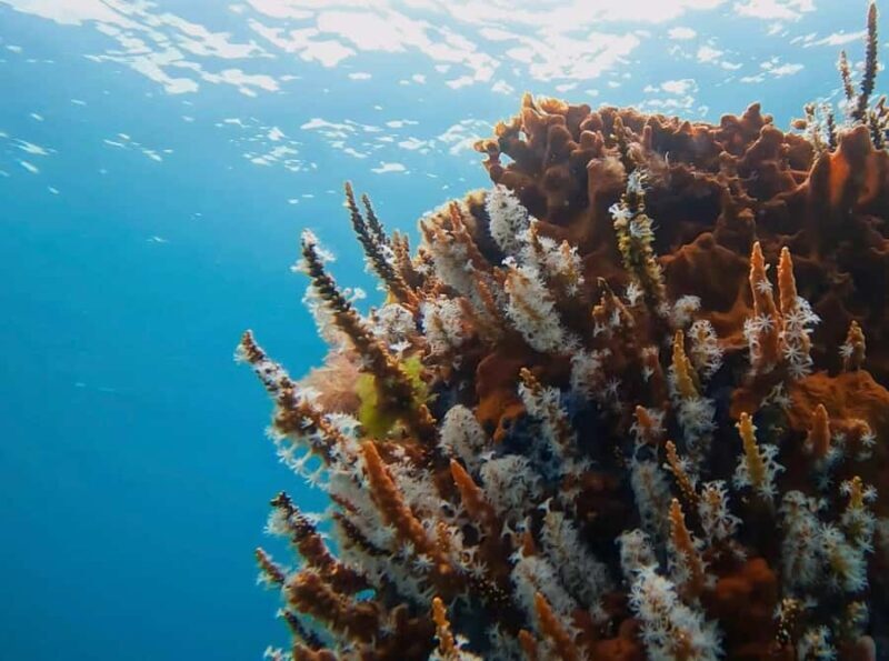 Busselton: Jetty Discover Scuba Diving Experience - Key Points