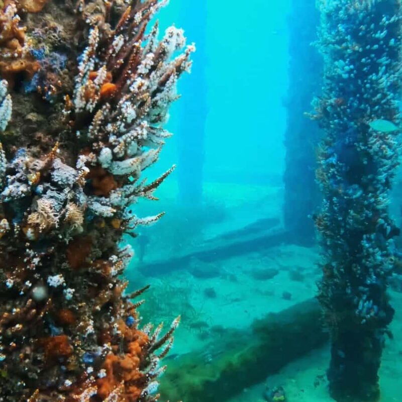 Busselton: Jetty Scuba Dive Tours with Underwater Sculptures - Authentic Reviews and Perspectives