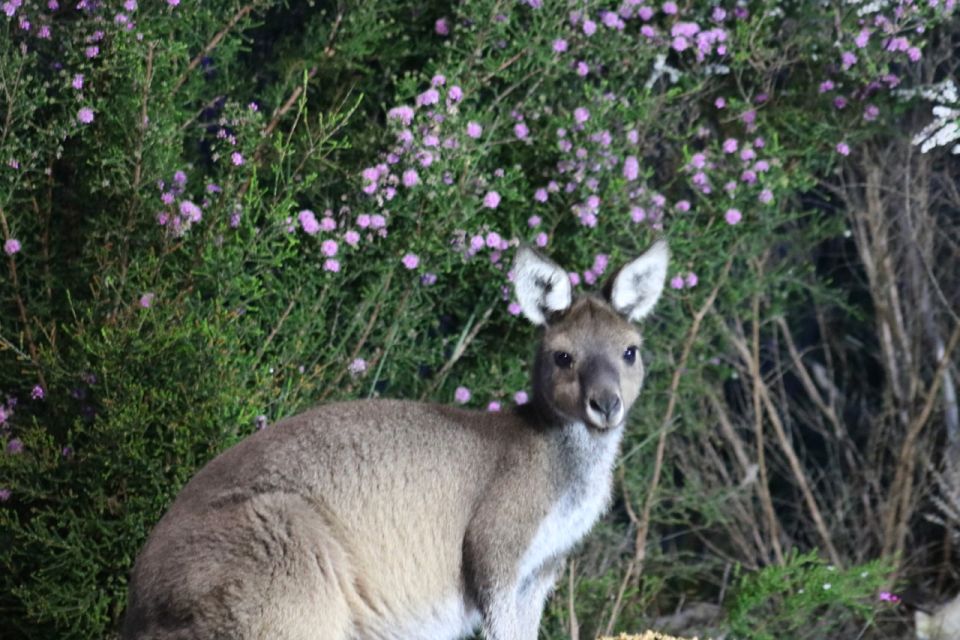 Busselton: Nocturnal Animal Tour - Booking Information