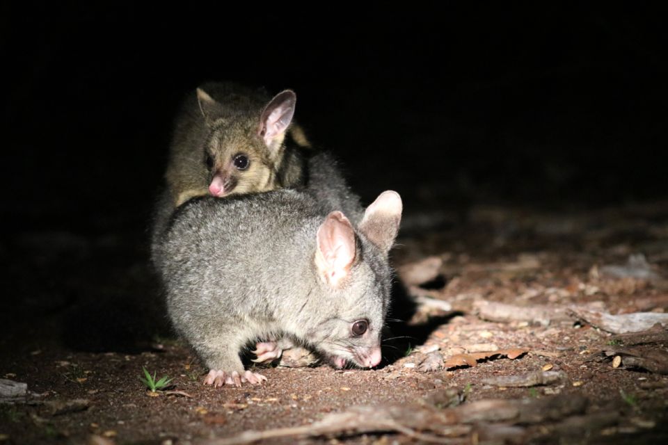 Busselton: Nocturnal Animal Tour - Experience Description