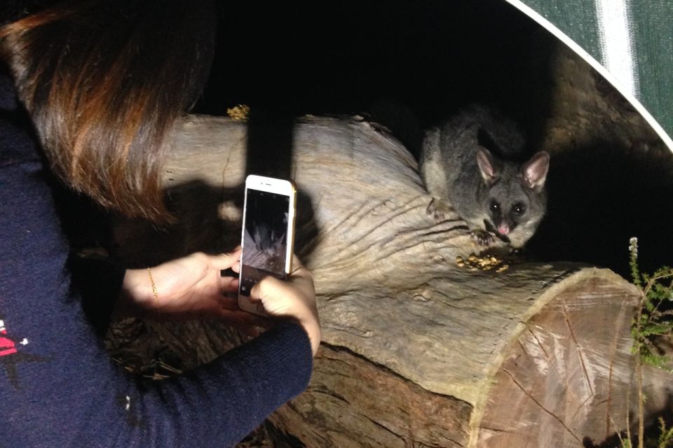 Busselton: Nocturnal Animal Tour - Yelverton Brook Conservation Sanctuary