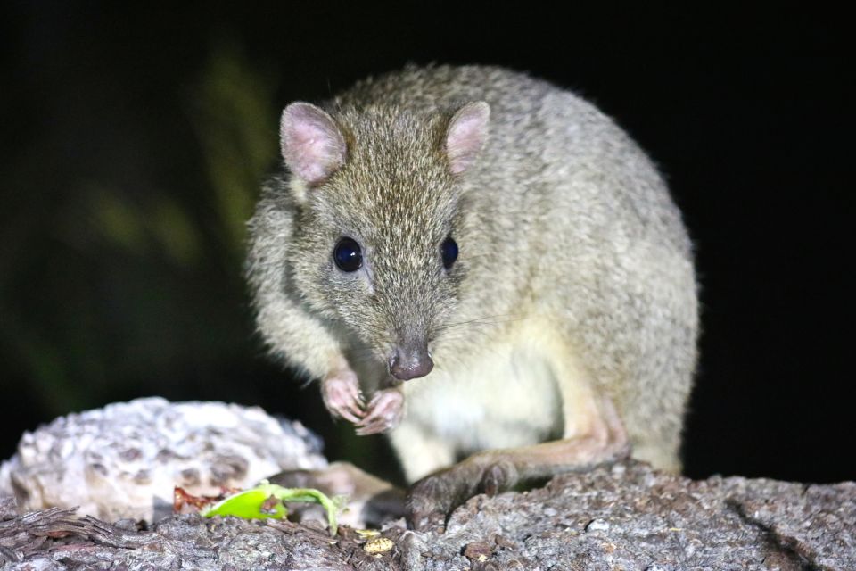 Busselton: Nocturnal Animal Tour - Frequently Asked Questions
