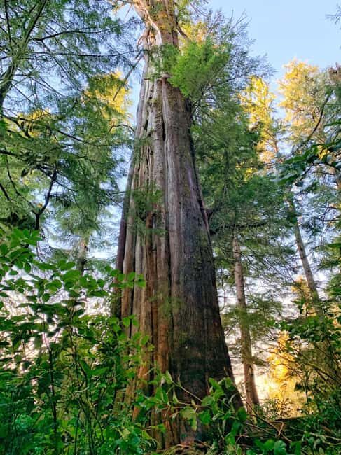 Butchart & Beyond: The Grand Victoria Tour - Price and Value: Is It Worth It?