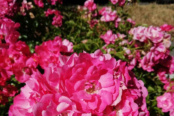 Butchart Gardens and City Private Tour - An In-Depth Look at the Tour Itinerary