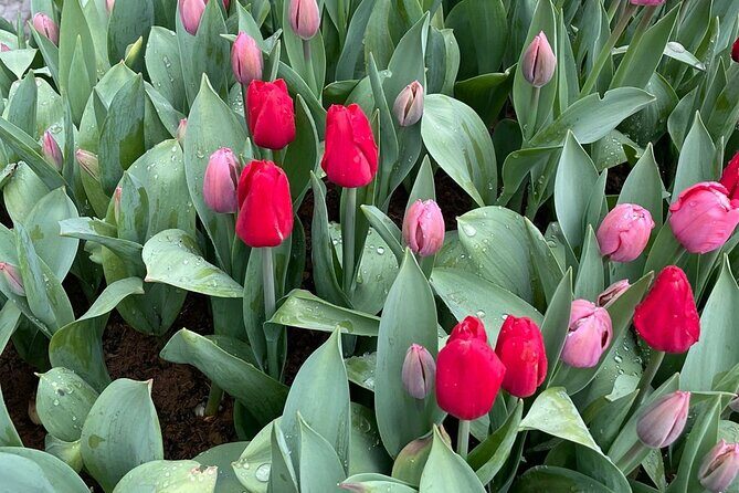 Butchart Gardens Spring & Summer Bloom Highlights (1-6pax) - Who Will Love This Tour?