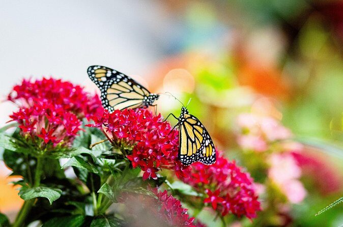 Butterfly Experience Nature Park Admission - Final Thoughts