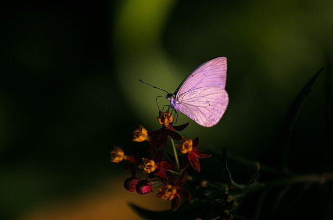Butterfly Experience Nature Park Admission - Who Would Love This?