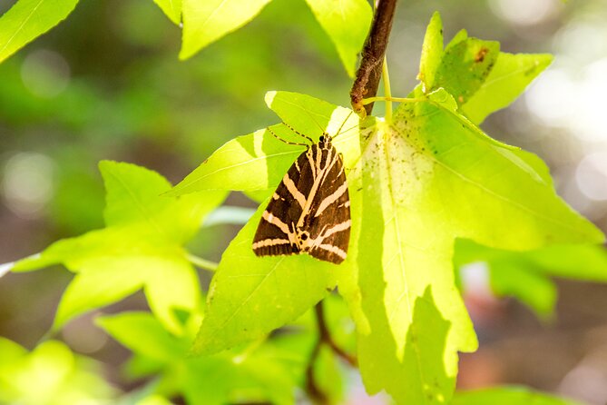 Butterfly Valley and Seven Springs Valley Self-guided Transfer - Exploring Butterfly Valley