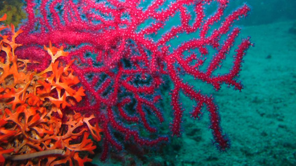 Buy - Discovery Dive - Included Experiences