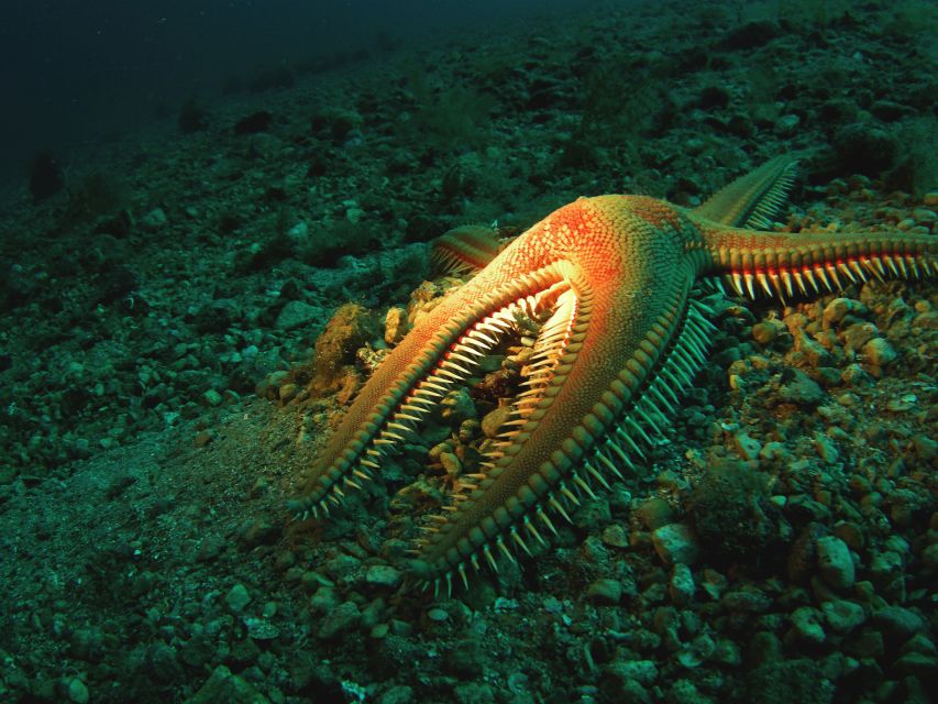 Buy - Discovery Dive - Booking Information