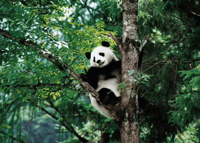 By Bullet Train From Chongqing to Chengdu Panda City Tour - Tour Inclusions and Pricing
