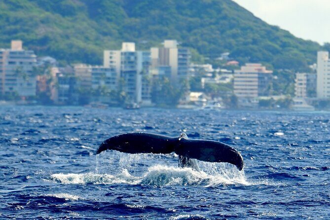 BYOB Sunset Cruise Waikiki - Final Thoughts