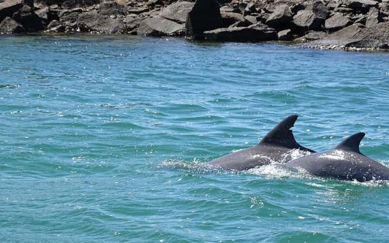 Byron Bay: Brunswick River Eco-Cruise with Brunch - Who Should Consider This Tour?