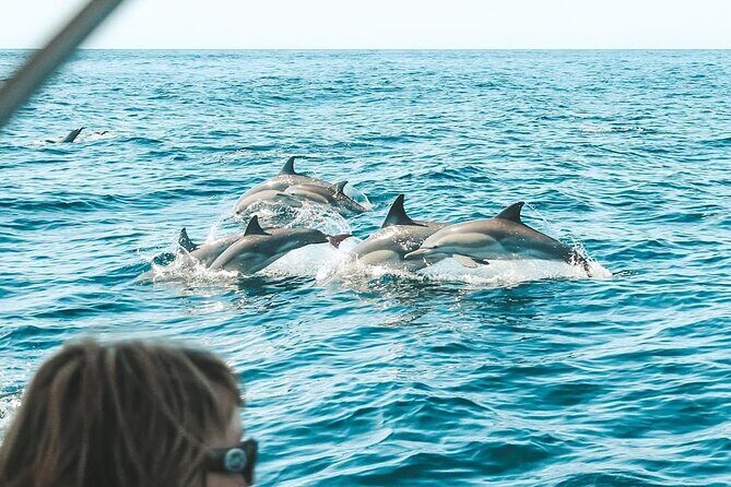 Byron Bay Dolphin Tour - Ocean Safari - Introduction