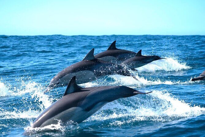 Byron Bay Dolphin Tour - Ocean Safari - Key Points