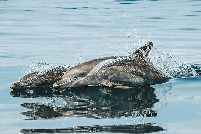 Byron Bay Dolphin Tour - Ocean Safari - Pricing and Value