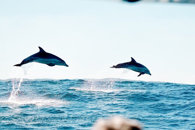 Byron Bay Dolphin Tour - Ocean Safari - FAQs