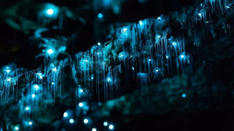 Byron Bay: Glowworms, Waterfalls & Rainforest Experience - Overview of the Experience