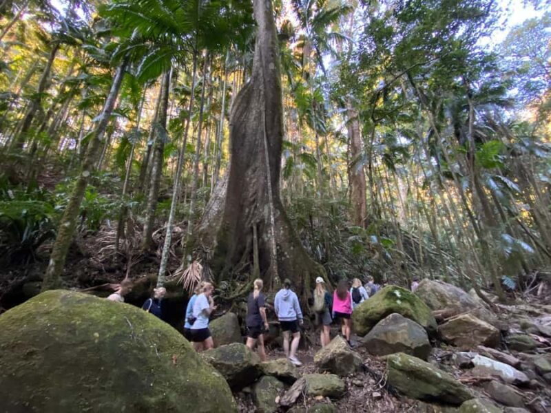 Byron Bay: Glowworms, Waterfalls & Rainforest Experience - The Sum Up