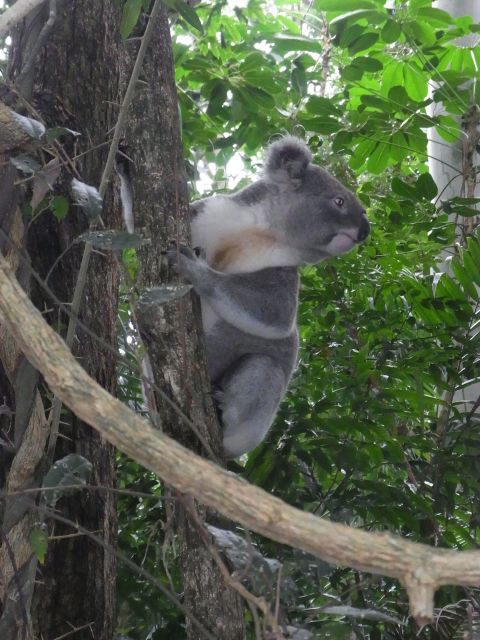 Byron Bay Half-Day Tour - Experience