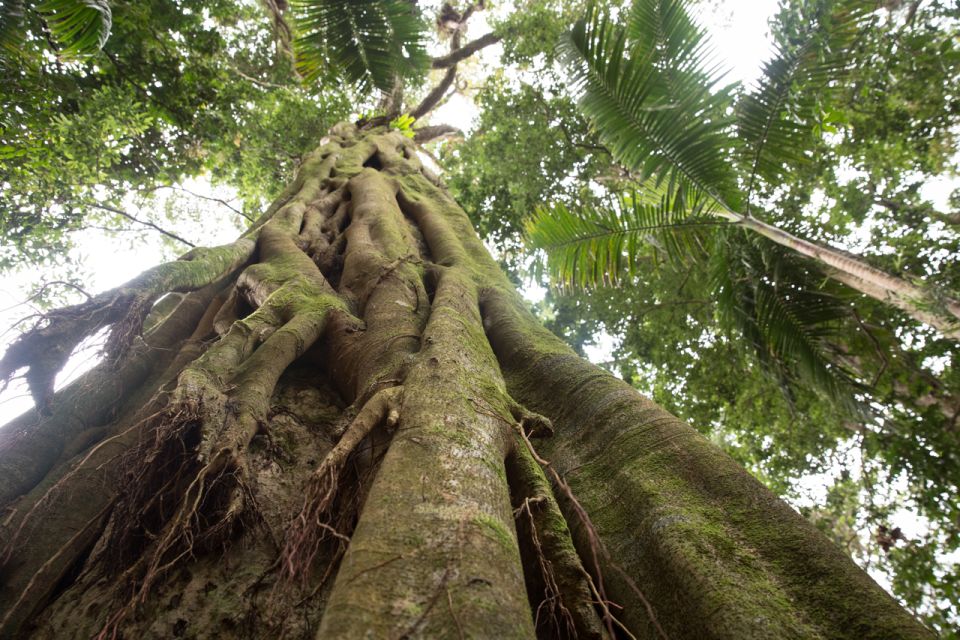 Byron Bay Hinterland: National Park and Waterfalls Tour - Inclusions and Restrictions
