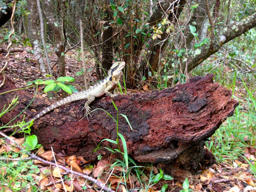 Byron Bay Hinterland: National Park and Waterfalls Tour - Tour Highlights