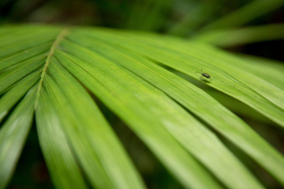 Byron Bay Hinterland: National Park and Waterfalls Tour - Customer Review