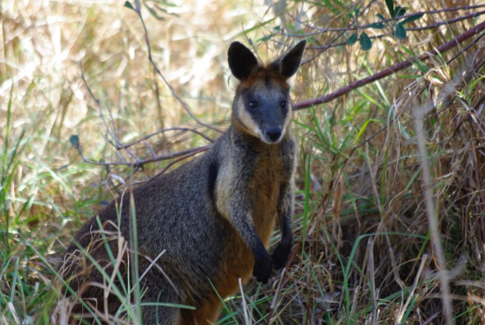 Byron Bay Hinterland: National Park and Waterfalls Tour - Frequently Asked Questions