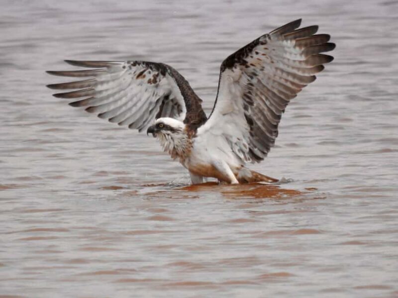 Byron Bay: Kayak and Hike Eco-Tour with Waterfall Swim - An Authentic Look at the Itinerary