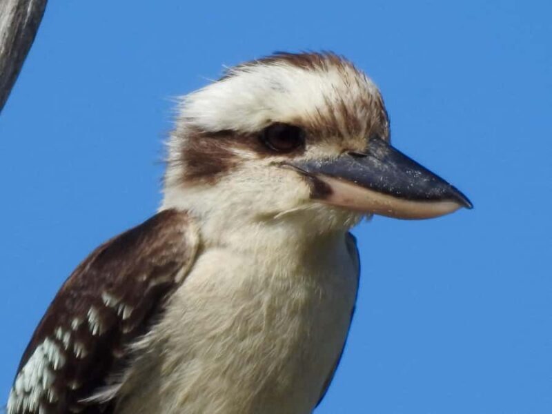 Byron Bay: Kayak and Hike Eco-Tour with Waterfall Swim - Practical Tips for Participants