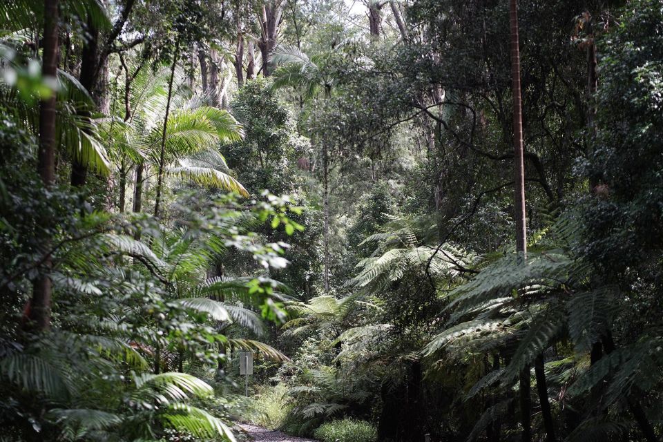 Byron Bay: Minyon Falls - Explore the Rainforest - Customer Reviews
