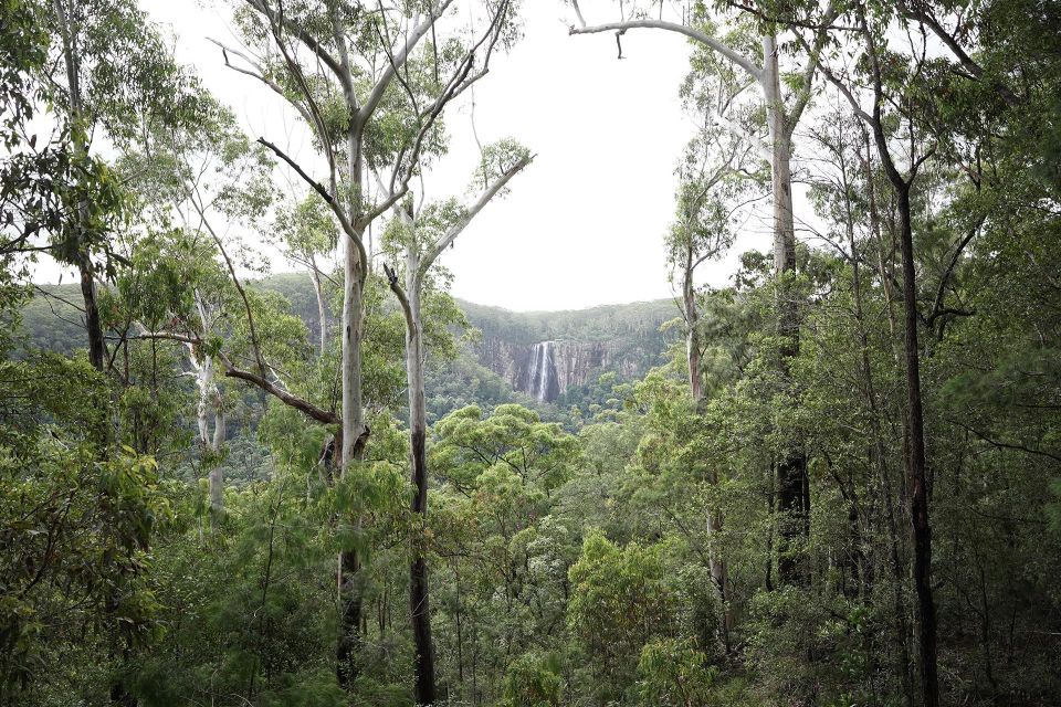 Byron Bay: Minyon Falls - Explore the Rainforest - Additional Tips