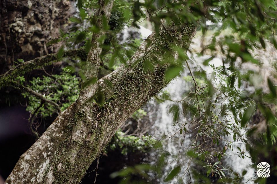 Byron Bay: Minyon Falls - Explore the Rainforest - Recap