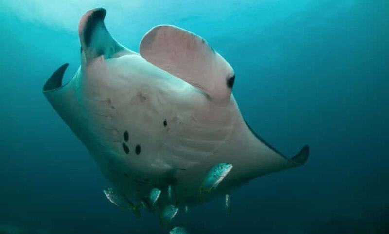 Byron Bay: Nguthungulli Julian Rocks Snorkeling Tour - Introduction: What to Expect from the Julian Rocks Snorkeling Tour