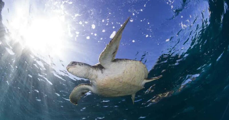 Byron Bay: Nguthungulli Julian Rocks Snorkeling Tour - The Sum Up: Who Will Love This Tour?