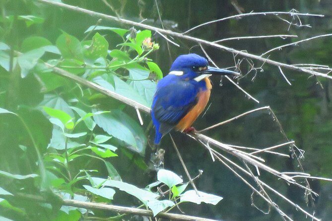 Byron Bay Platypus Walk - FAQs