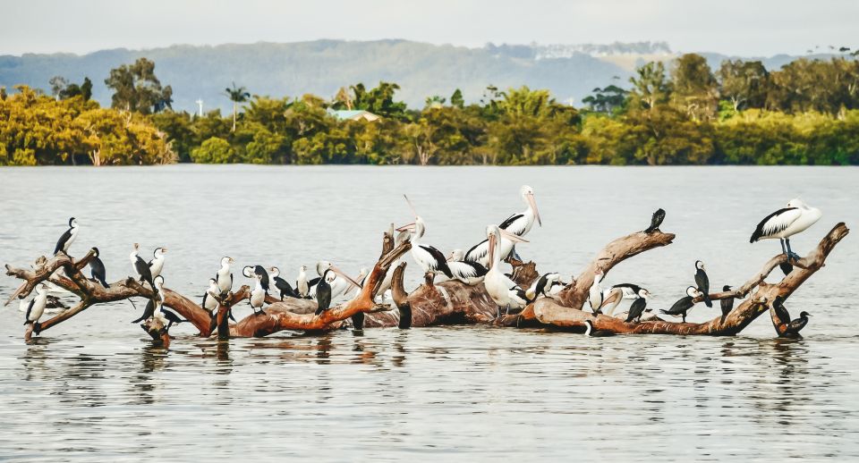 Byron Bay: Scenic Sunset River Cruise - Important Information and Customer Reviews