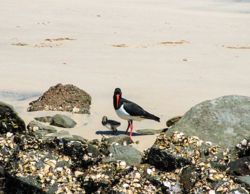 Byron Bay: Scenic Sunset River Cruise - Frequently Asked Questions