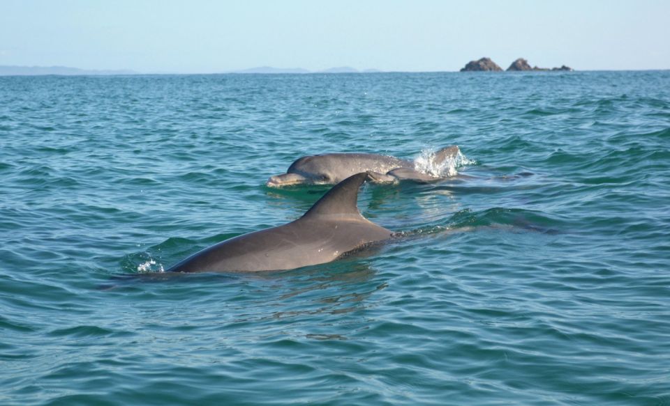 Byron Bay: Sea Kayak Tour With Dolphins and Turtles - Itinerary