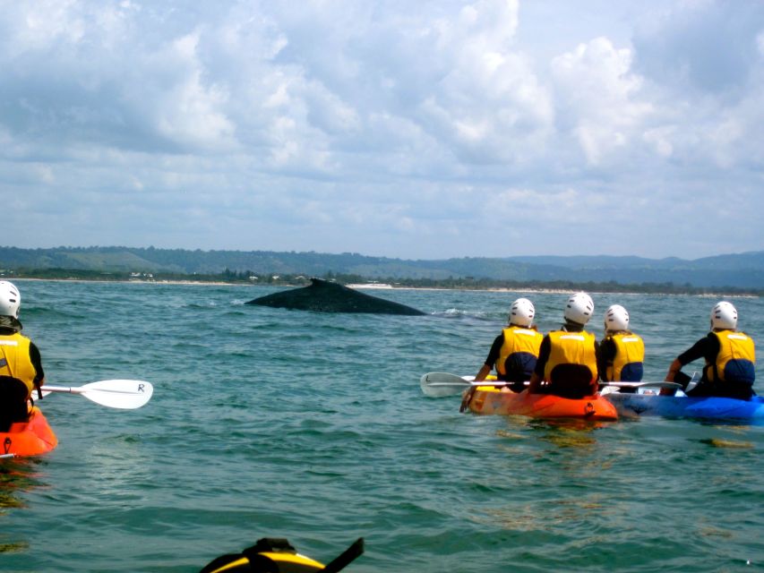 Byron Bay: Sea Kayak Tour With Dolphins and Turtles - Frequently Asked Questions