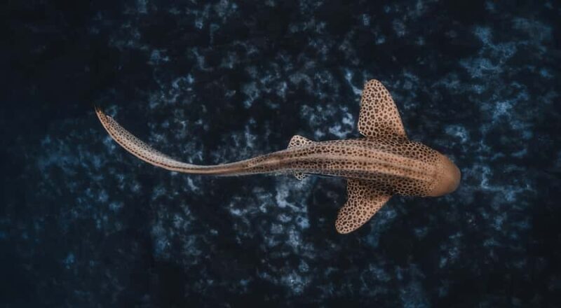 Byron Bay: Snorkeling Tour at Julian Rocks, Nguthungulli - Key Points