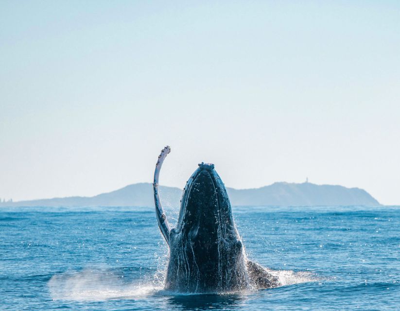 Byron Bay: Whale Watching Cruise With a Marine Biologist - Customer Feedback