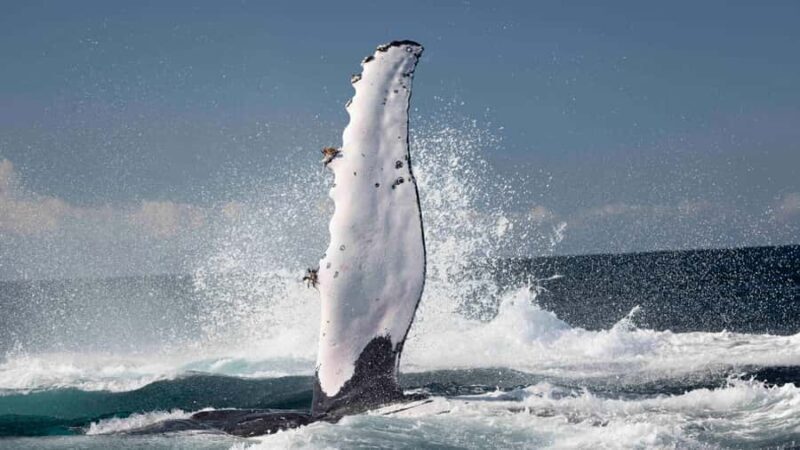 Byron Bay Whale Watching with Marine Biologist - The Experience at a Glance