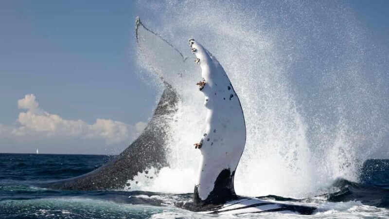 Byron Bay Whale Watching with Marine Biologist - The Itinerary and What You Can Expect