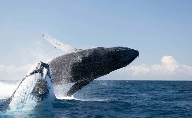 Byron Bay Whale Watching with Marine Biologist - The Value for Money